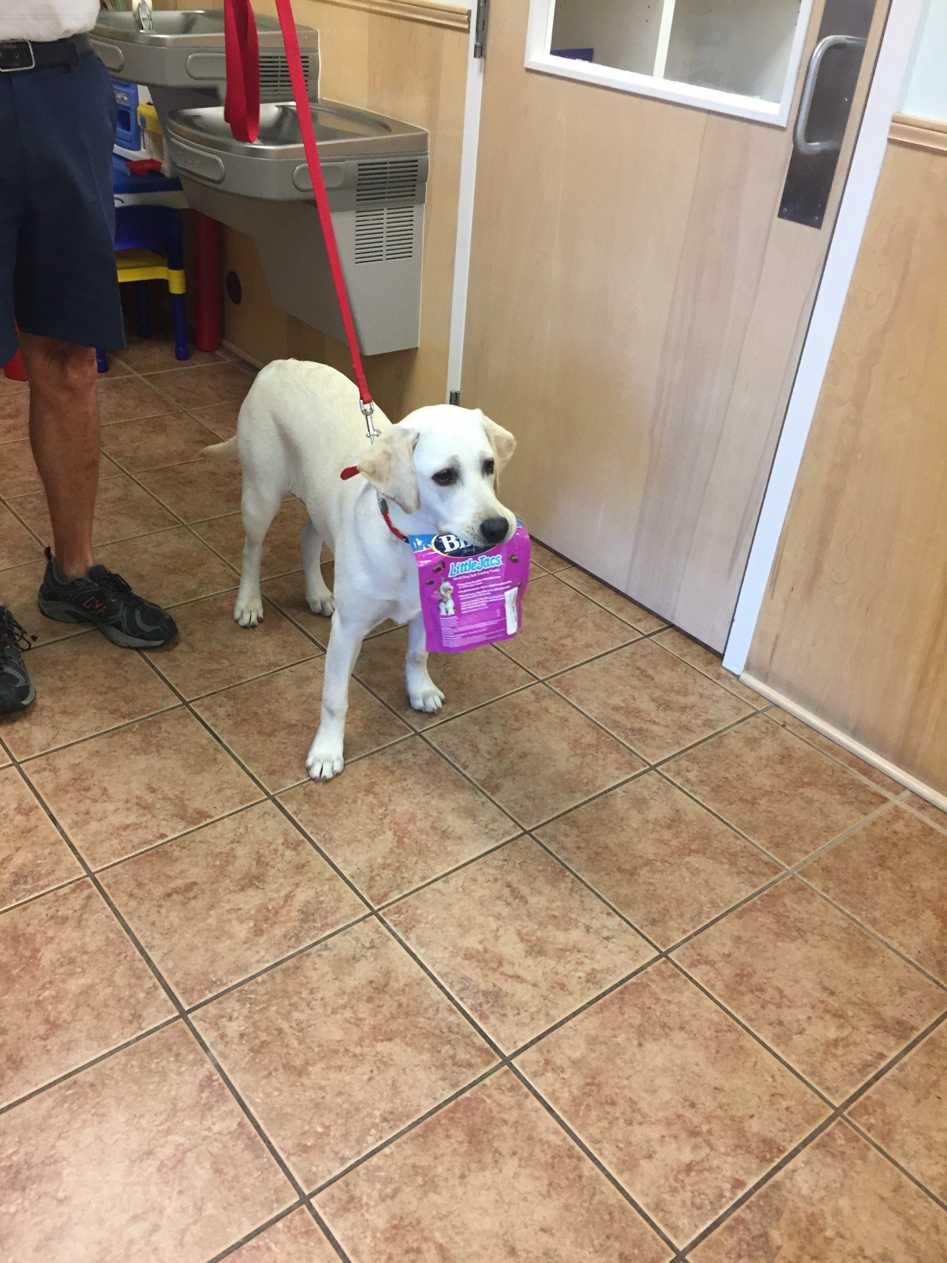 White Dog Holding Bag of Treats