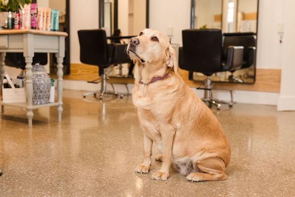 A dog is sitting in a salon looking up at the camera.