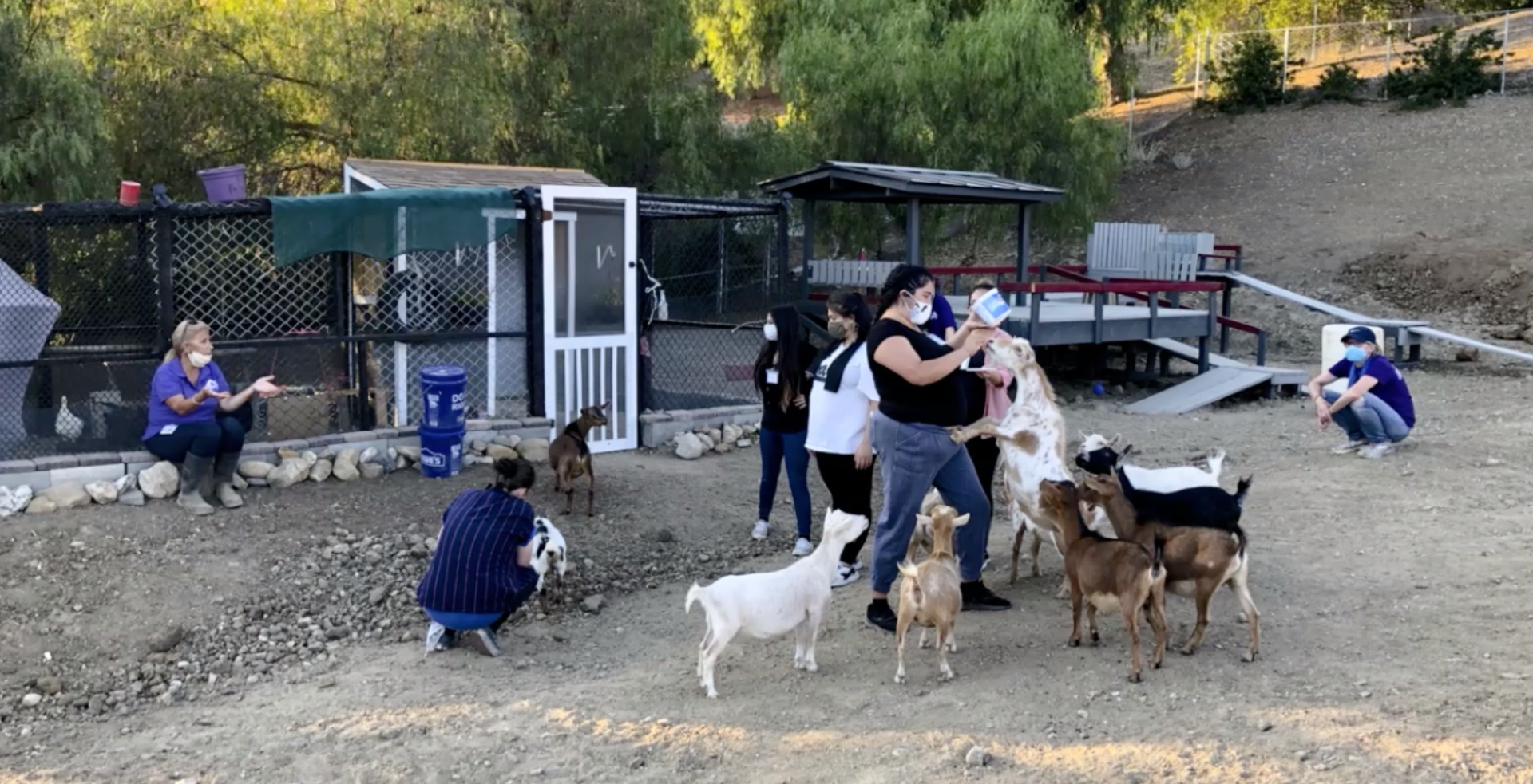 a group of people are standing around a herd of goats