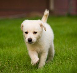 puppy running on grass