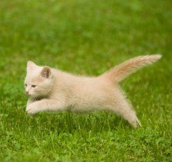 cat running on grass