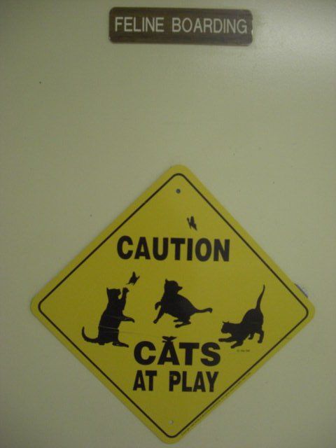 feline boarding area