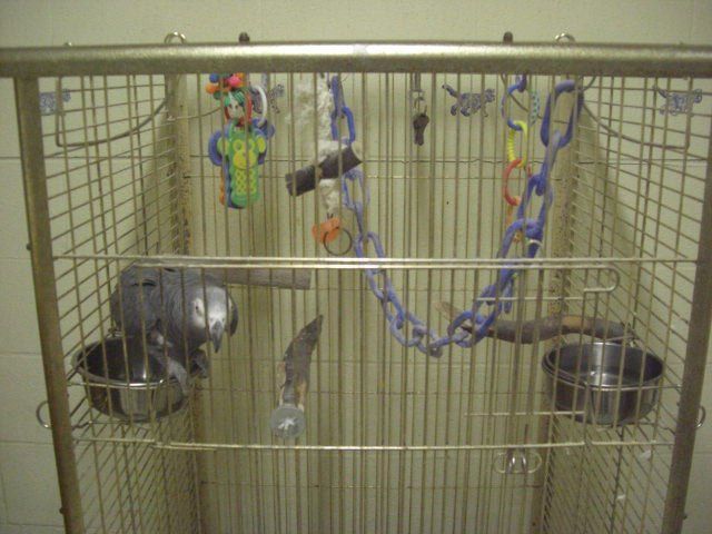 cat cage