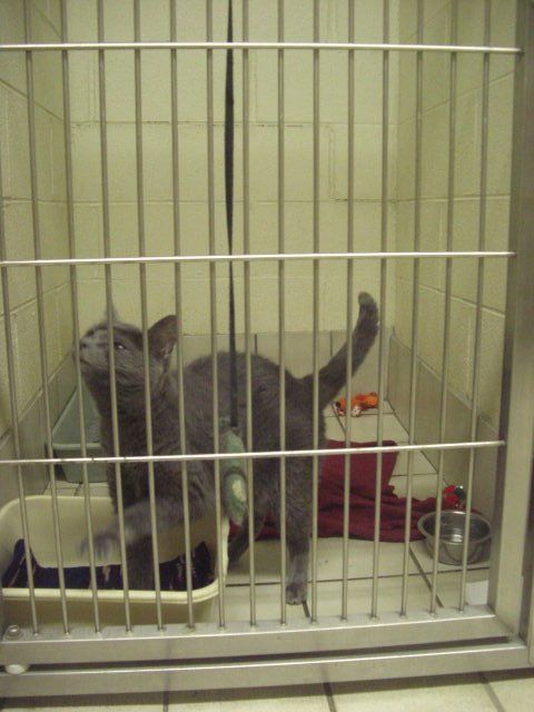 cat in cage