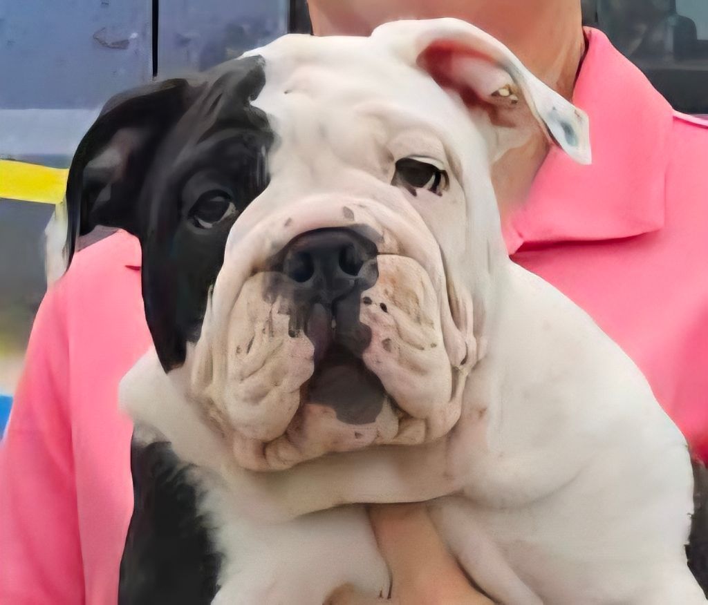 Sandro North Country Bulldogges