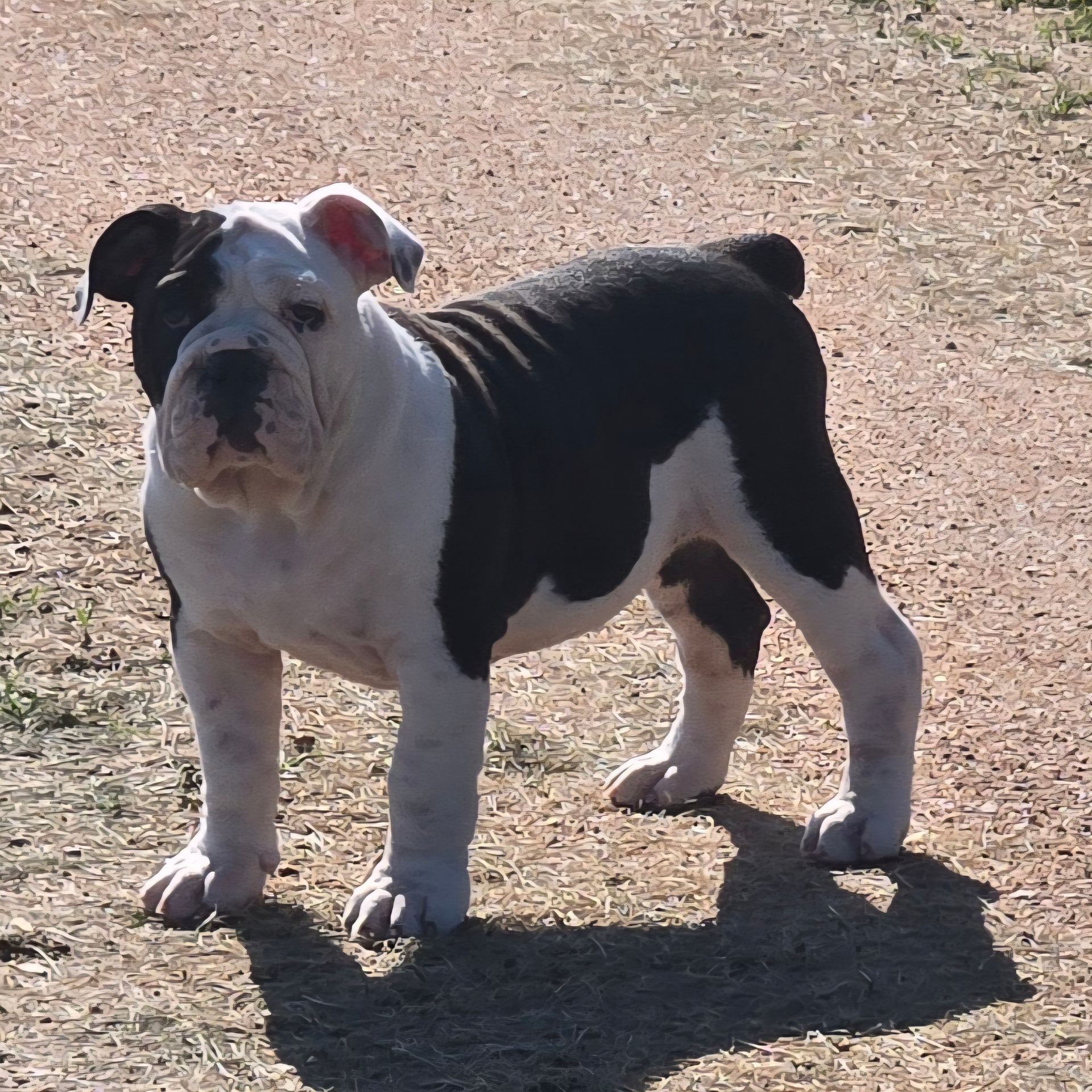 Sandro North Country Bulldogges “The Hound”