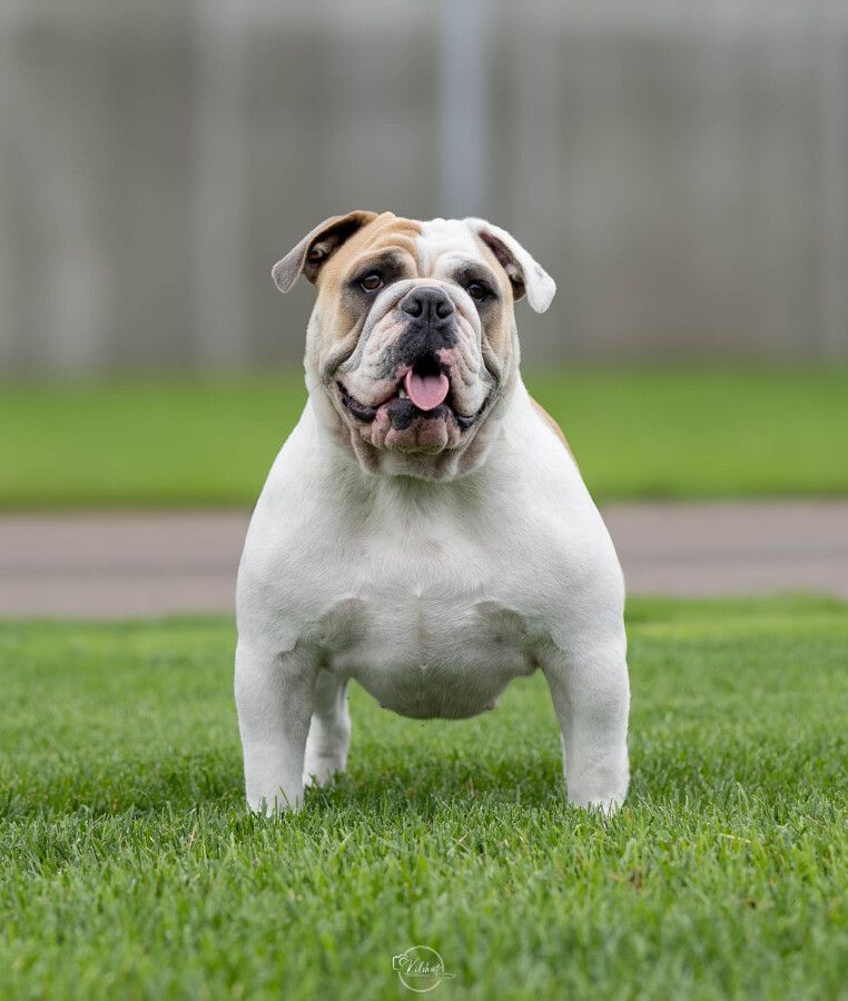 Stella in North Country Bulldogges