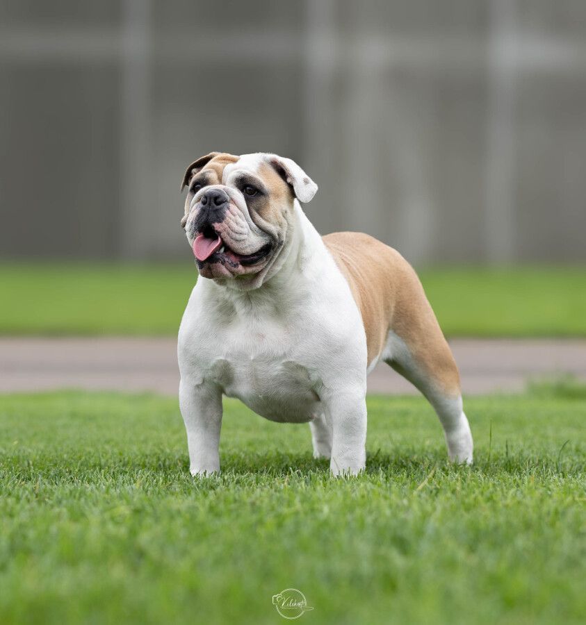 Stella Bulldog