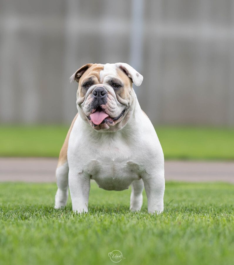 Stella Bulldog in North Country