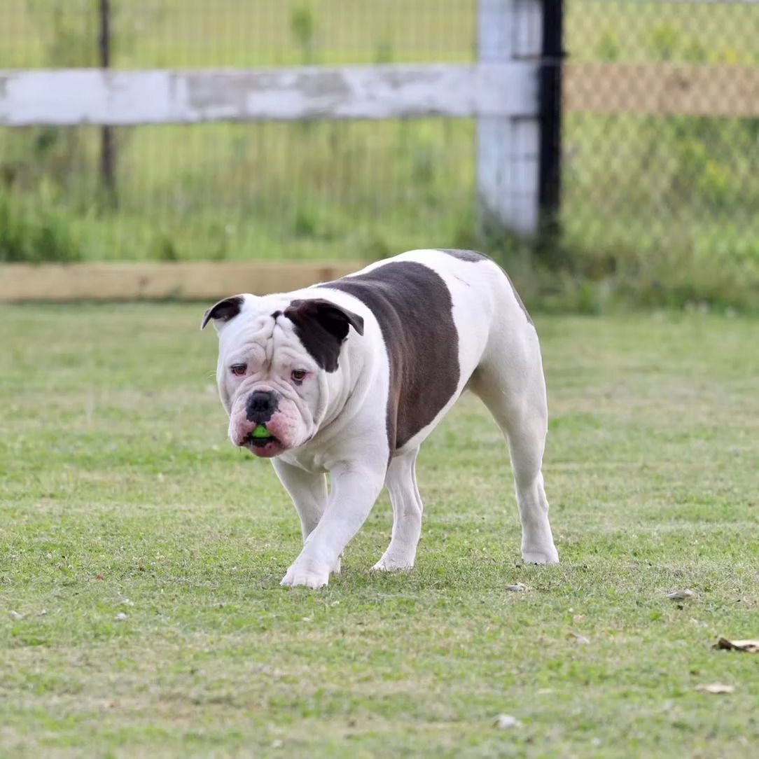 A white and brown bulldog is walking on a lush green field