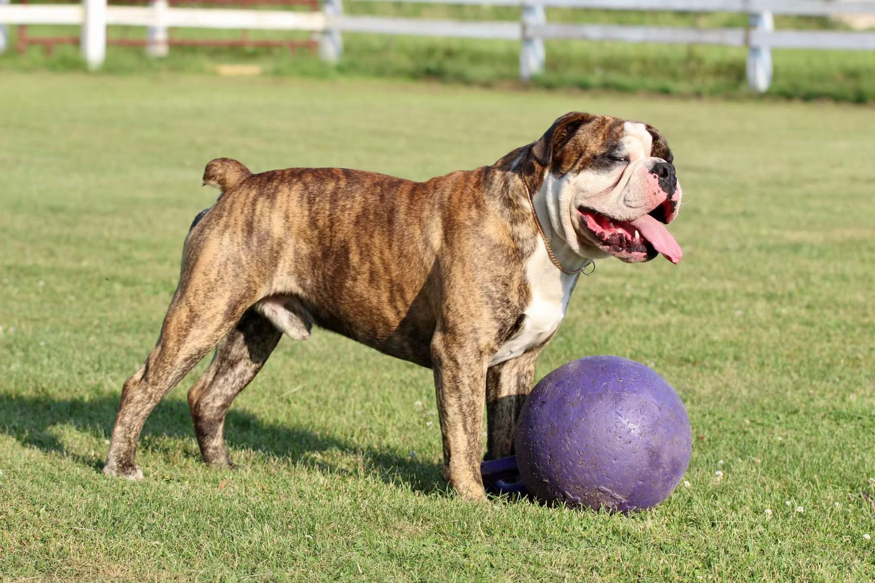 A brown and white dog is standing in the grass with its tongue out.