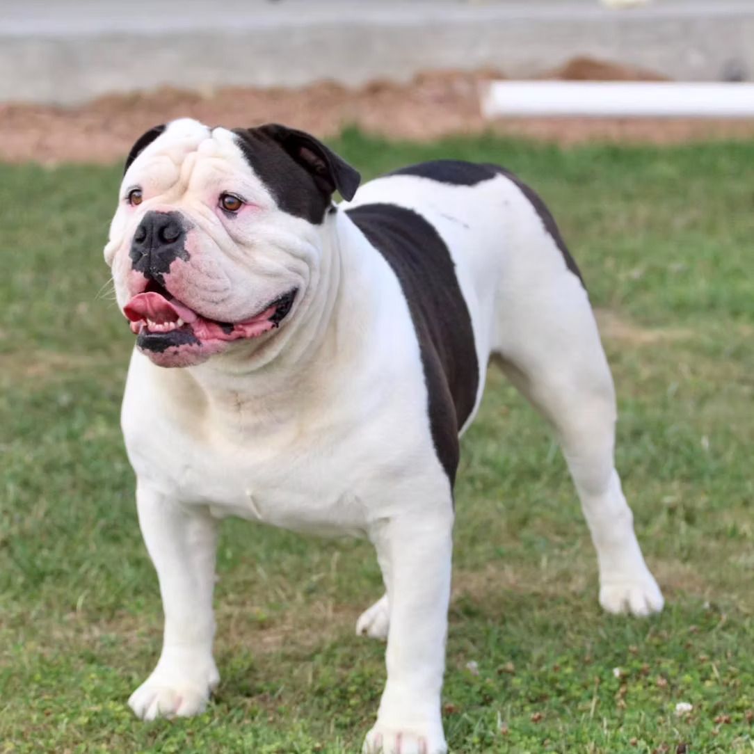 A white and black bulldog is standing in the grass.
