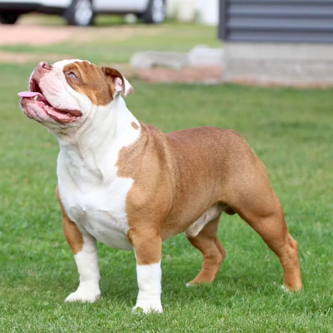 A brown and white dog is standing in the grass with its tongue out