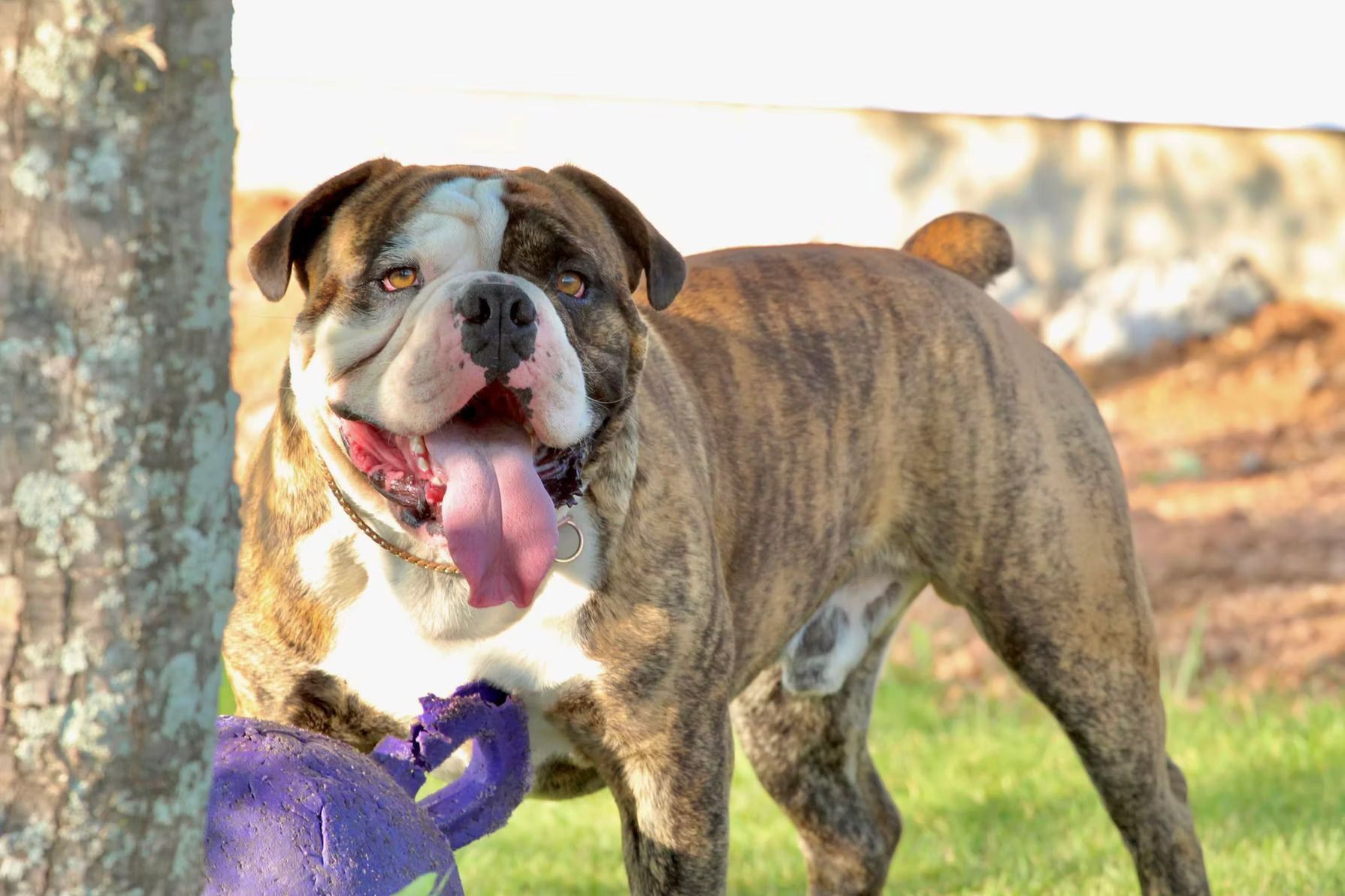 A brown and white bulldog is standing next to a tree holding a purple toy