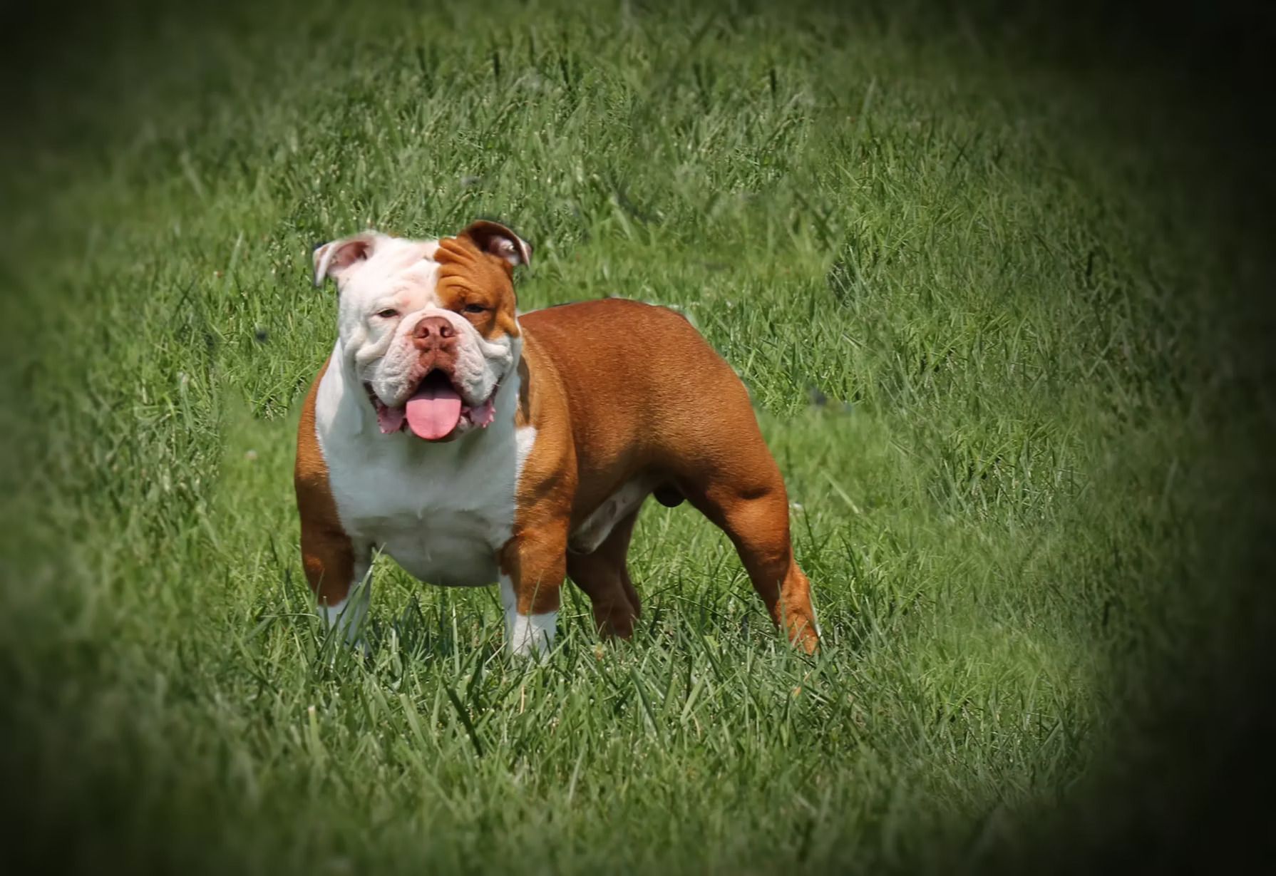 A brown and white dog is standing in the grass with the word champion on the bottom