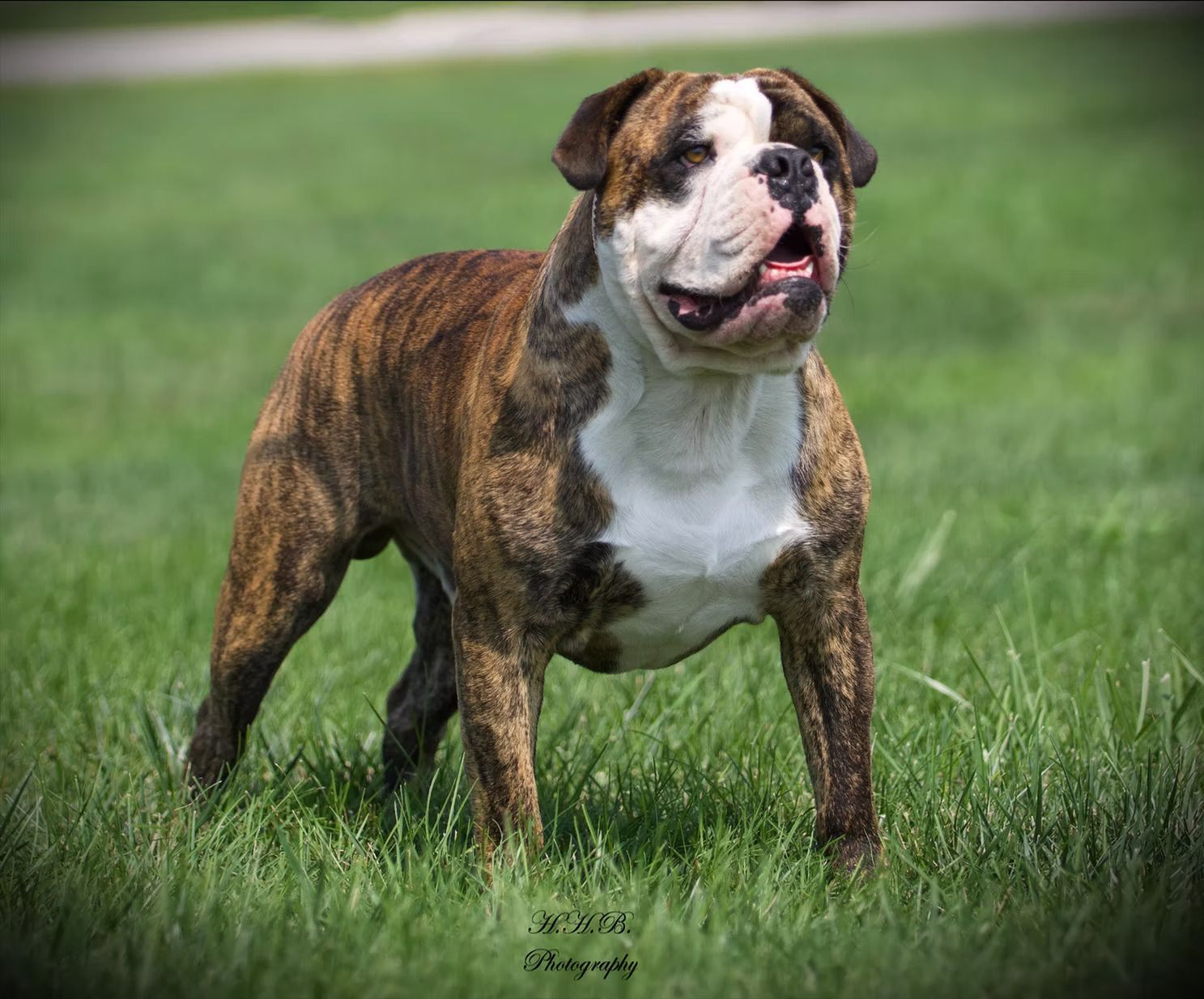 A brown and white bulldog is standing in the grass.