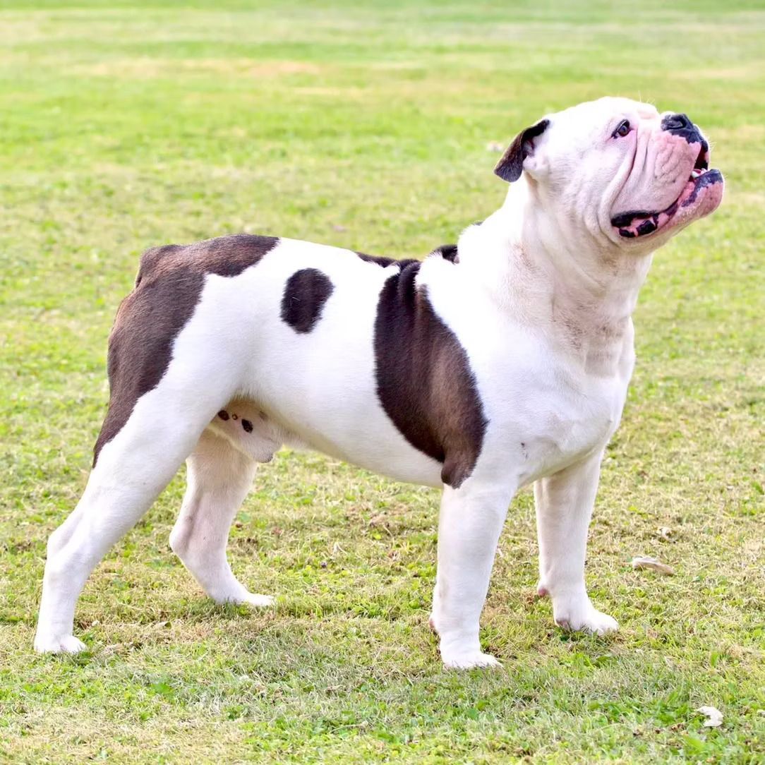 A black and white bulldog is standing in the grass