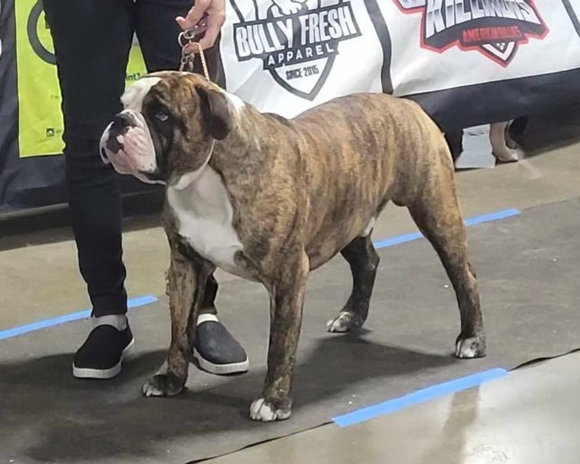A brown and white dog is standing in front of a banner that says bully fresh