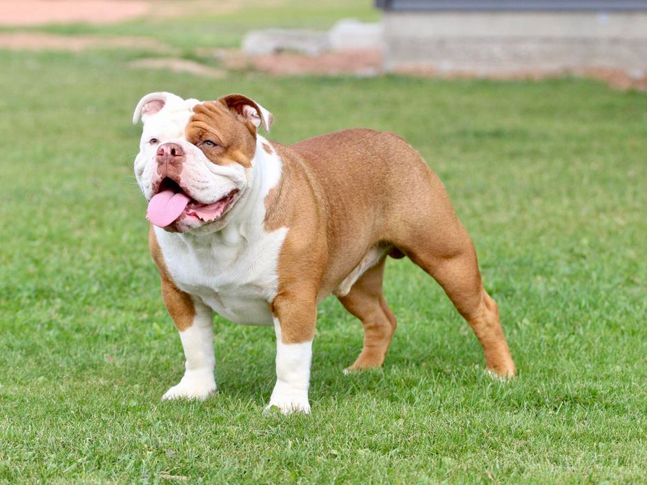 A brown and white bulldog is standing in the grass.