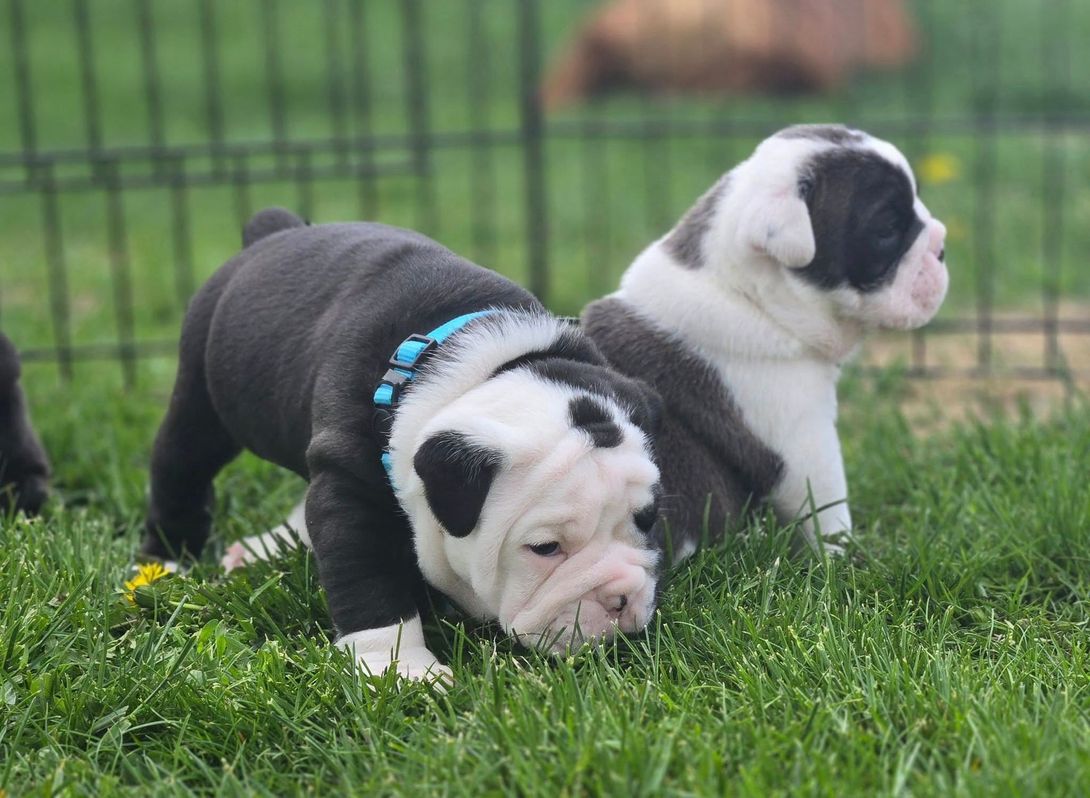 Two puppies are playing in the grass next to each other.