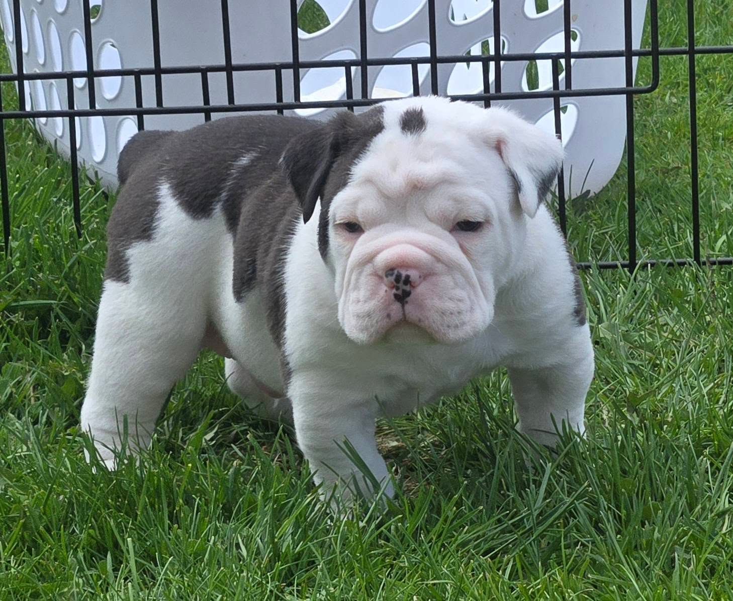 A black and white bulldog puppy standing in the grass