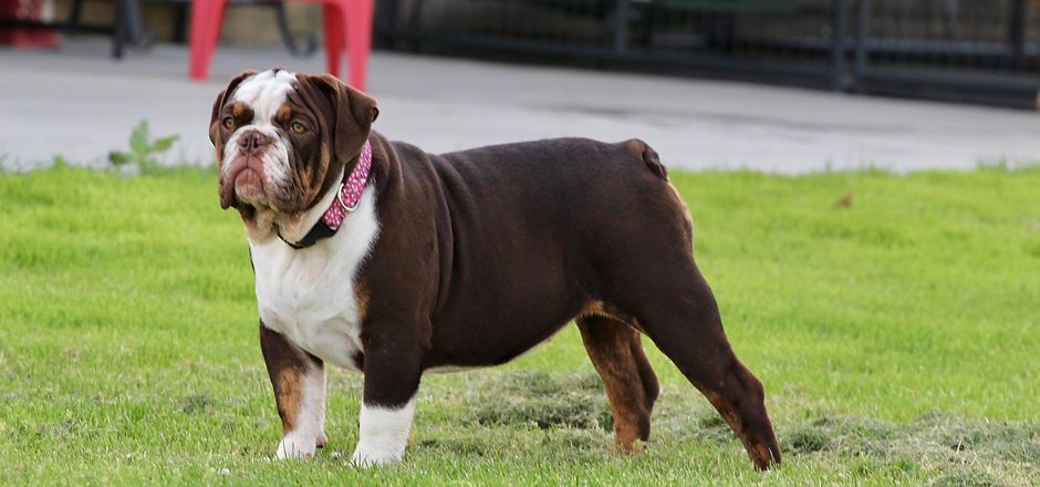 A brown and white bulldog is standing in the grass.
