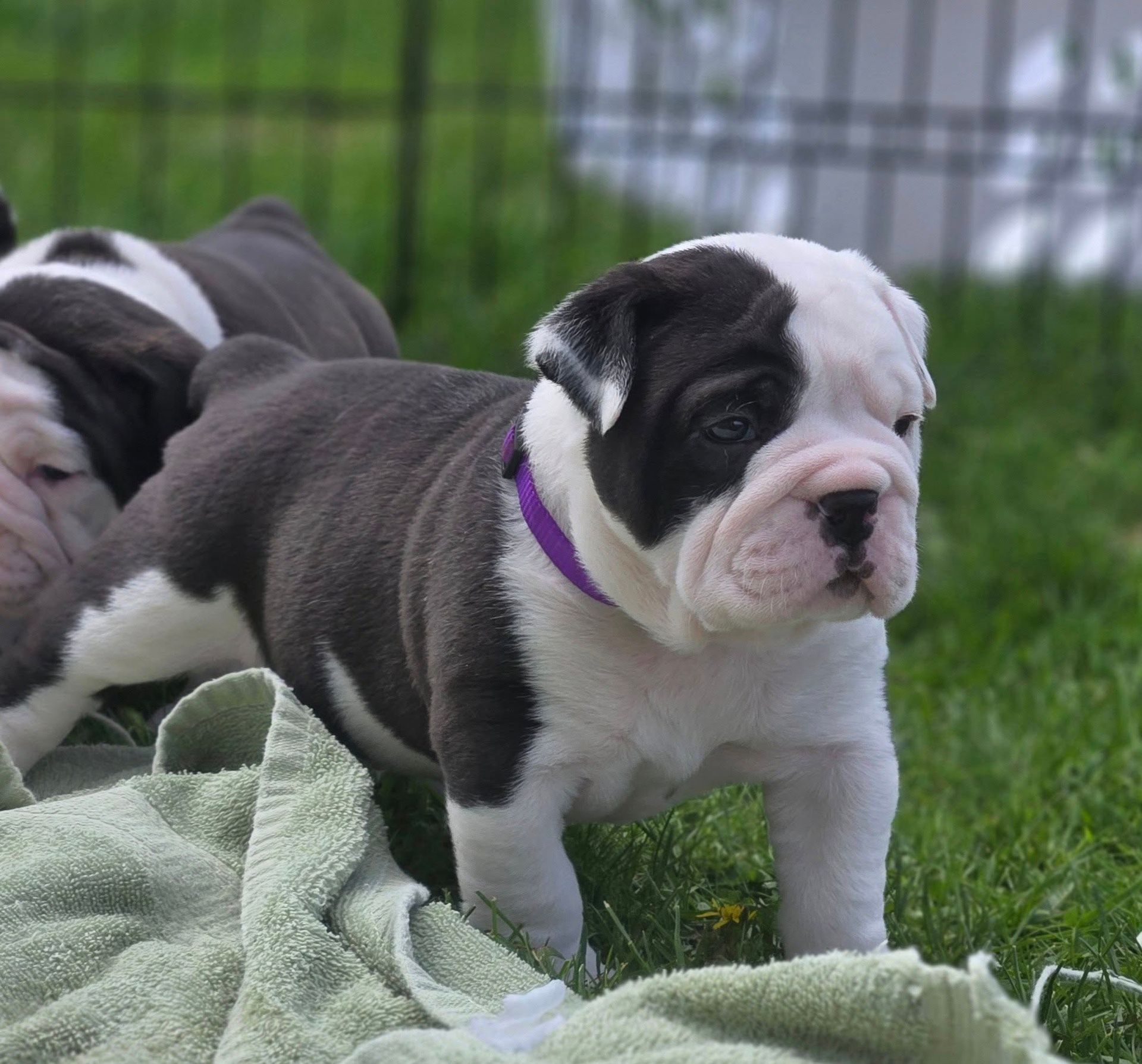 A black and white puppy with a black spot on its face