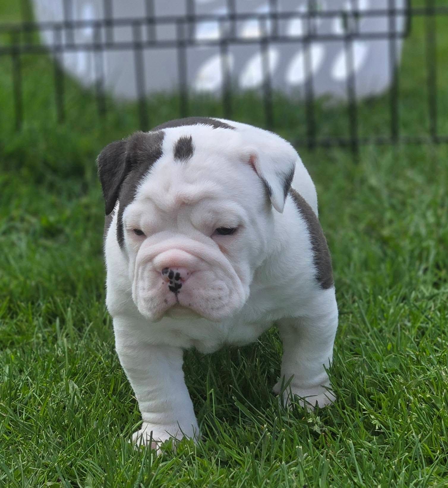 A white and brown bulldog puppy is standing in the grass.