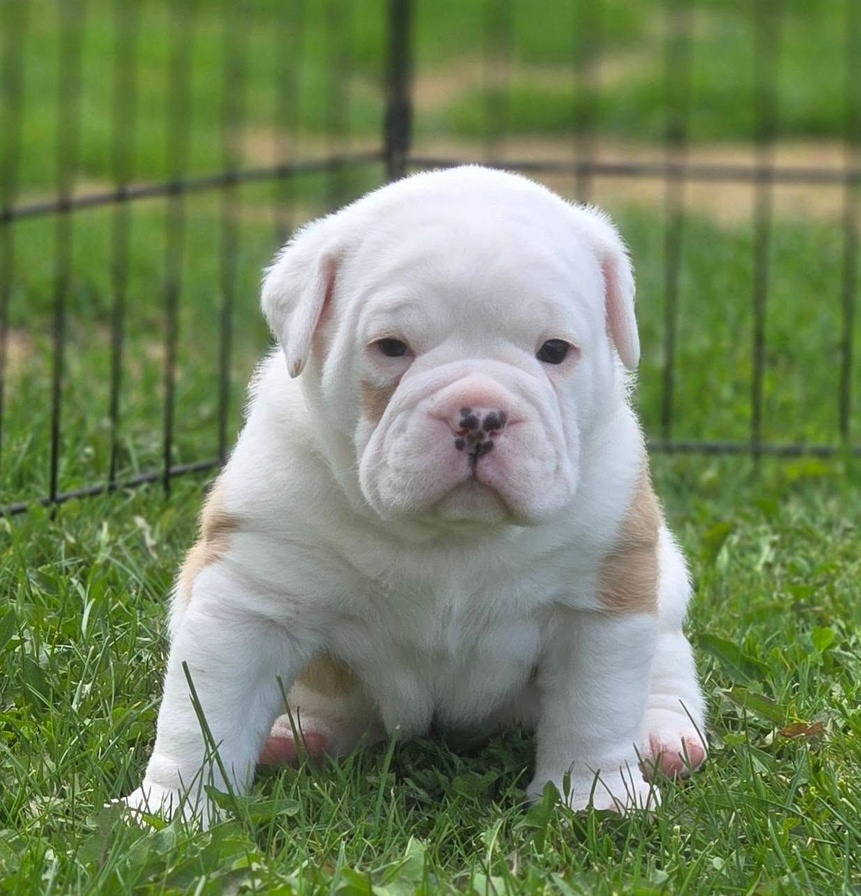 A white and brown puppy is sitting in the grass in front of a fence.