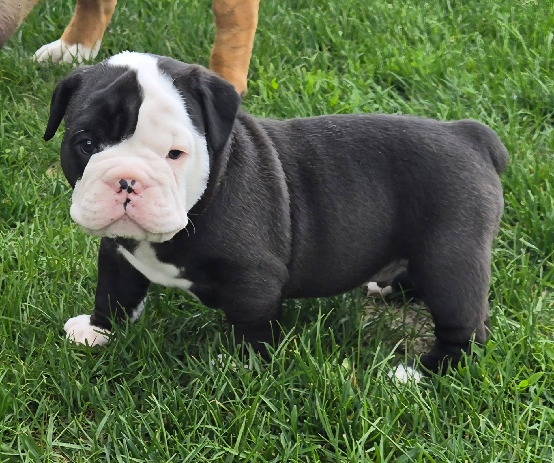 A black and white bulldog puppy is standing in the grass