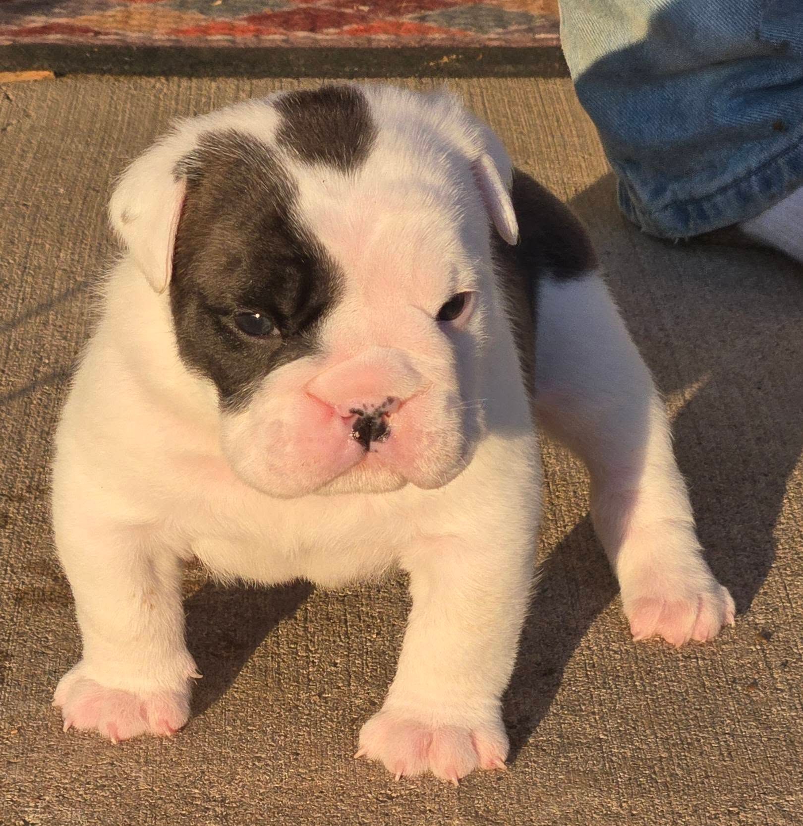A black and white bulldog puppy with a purple collar