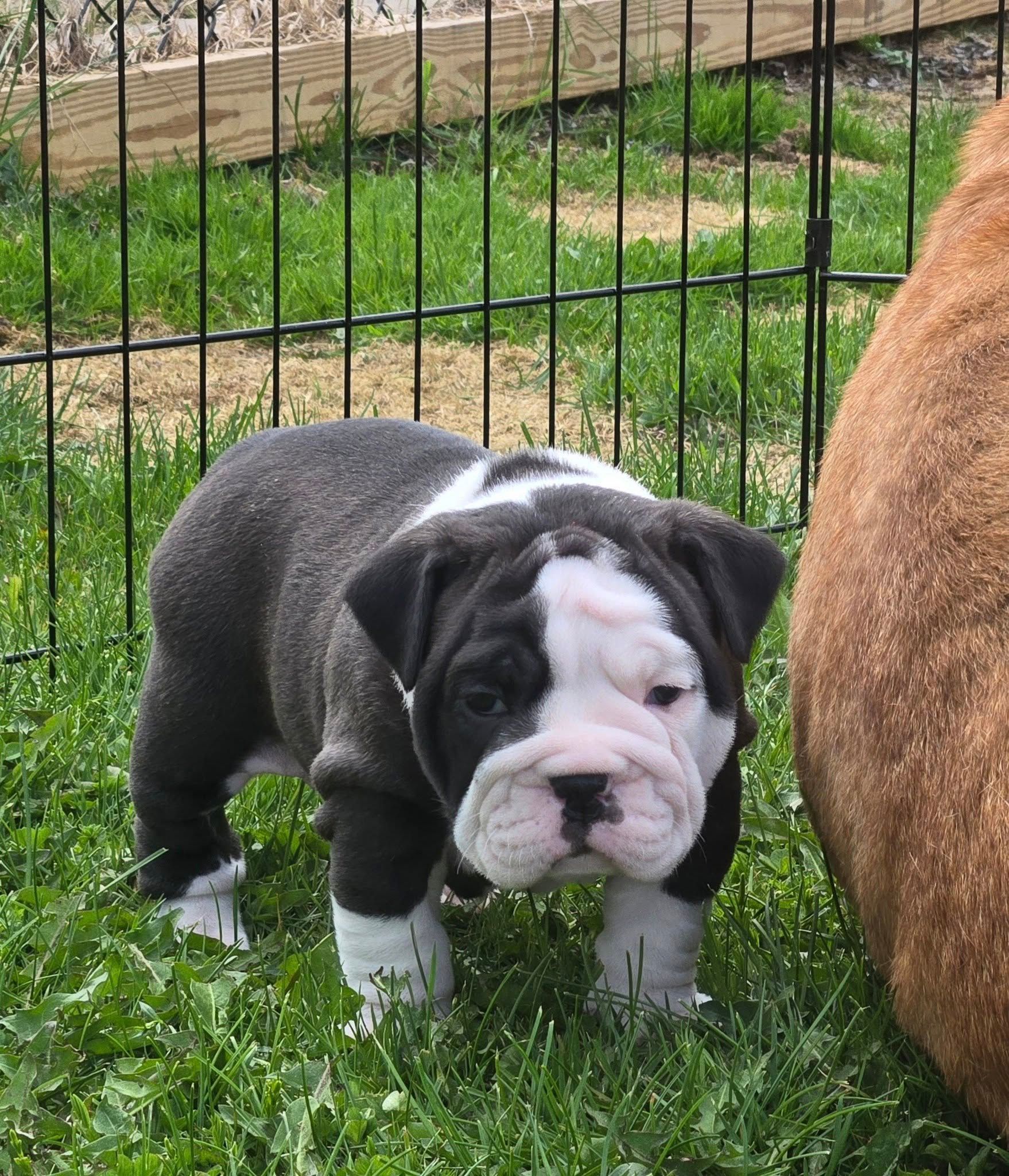 A black and white bulldog puppy is standing in the grass in front of a fence.