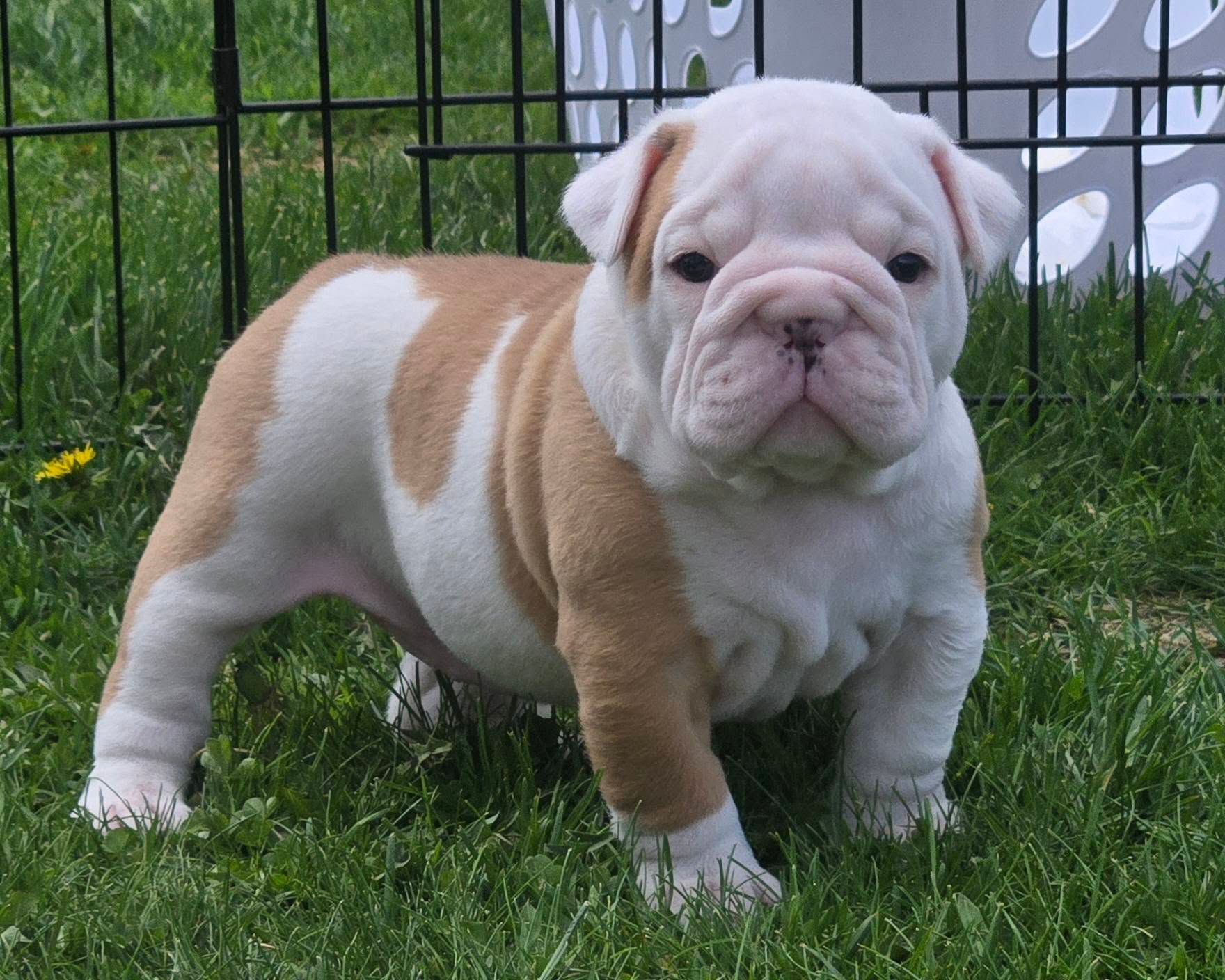 A brown and white bulldog puppy standing in the grass