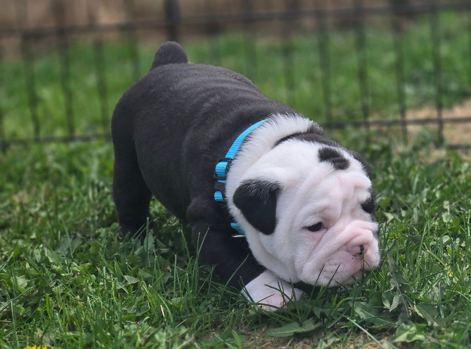 A black and white bulldog puppy wearing a blue collar is playing in the grass.