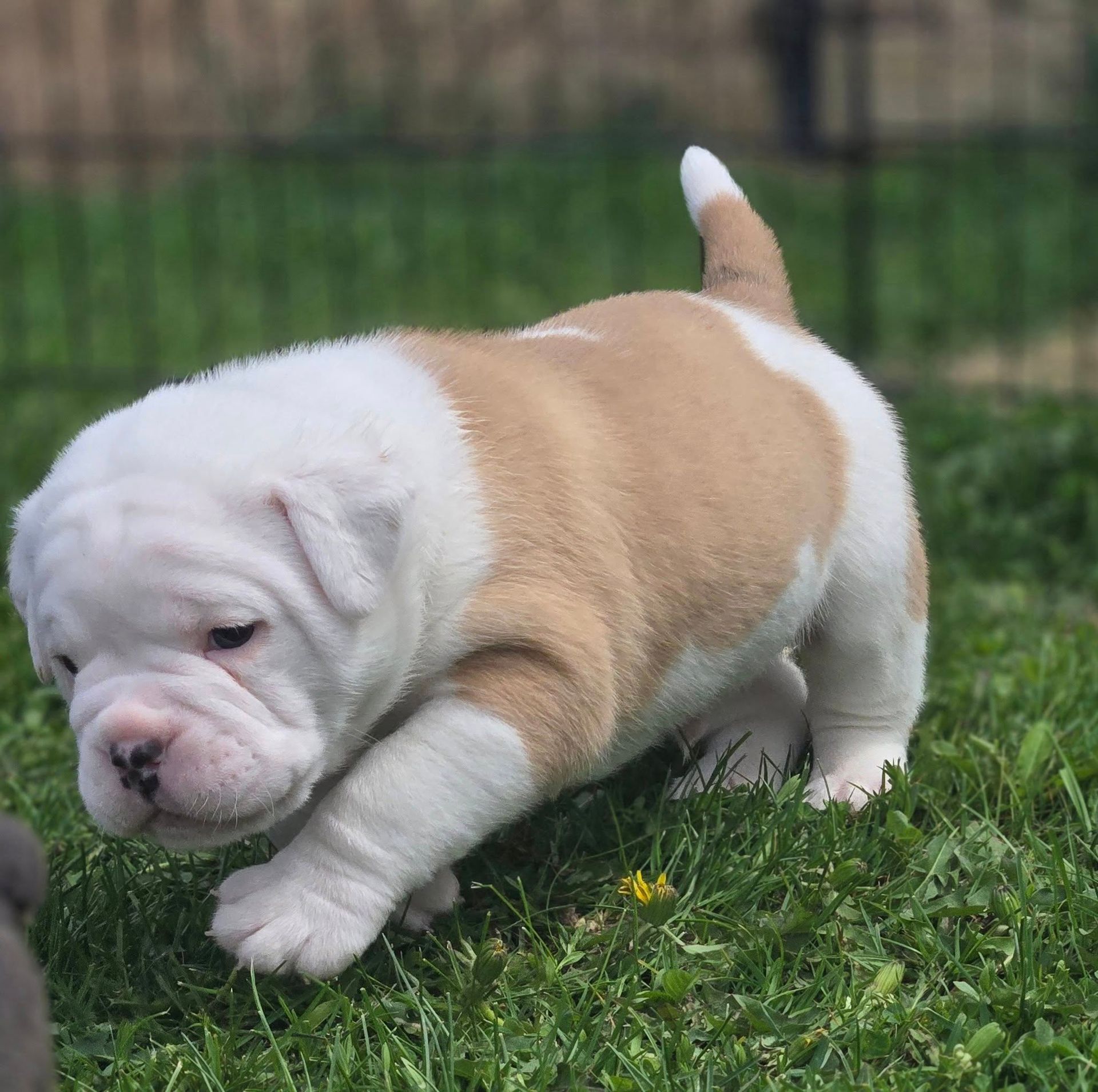 A brown and white puppy is playing in the grass