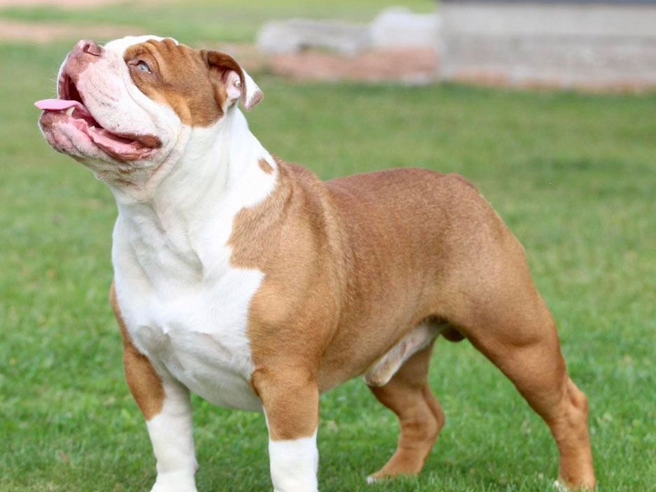 A brown and white bulldog standing on top of a lush green field.