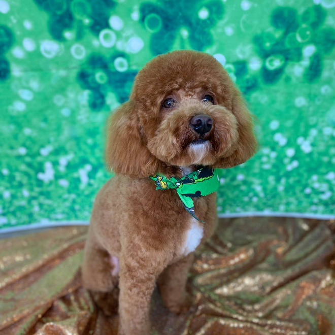 Great Dog Grooming Shelton Ct of the decade Learn more here 