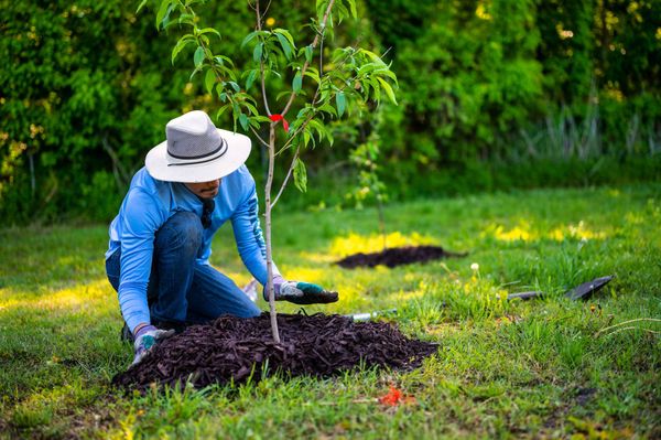 Mulching & Landscape Bed Maintenance