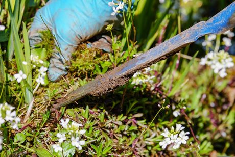 Lawn fertilization and weed control for Dover DE yards