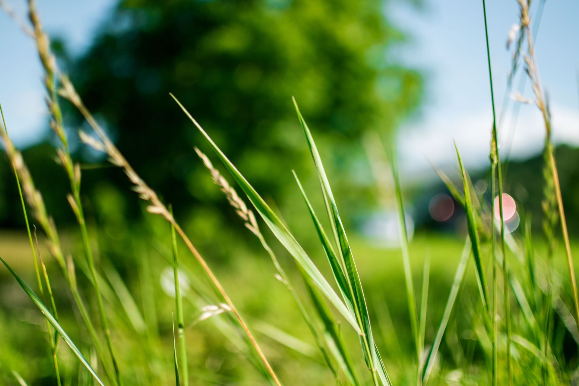 Professional weekly lawn mowing and edging service in Dover Delaware