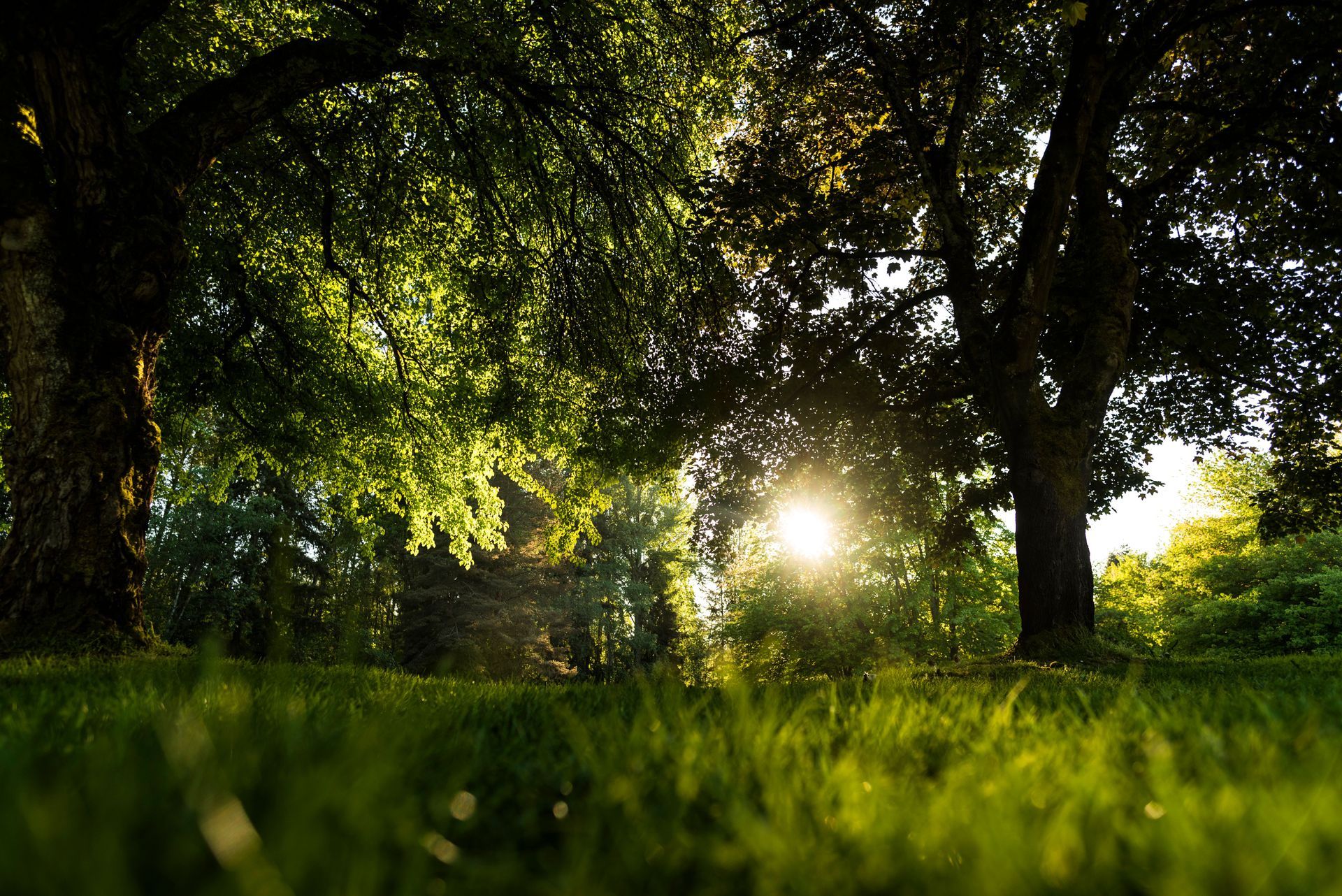 Core aeration and overseeding services for healthier Dover DE lawns