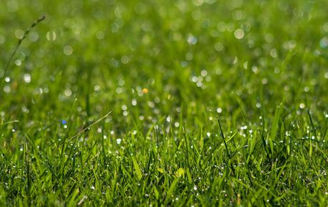 Core aeration and overseeding services for healthier Dover DE lawns