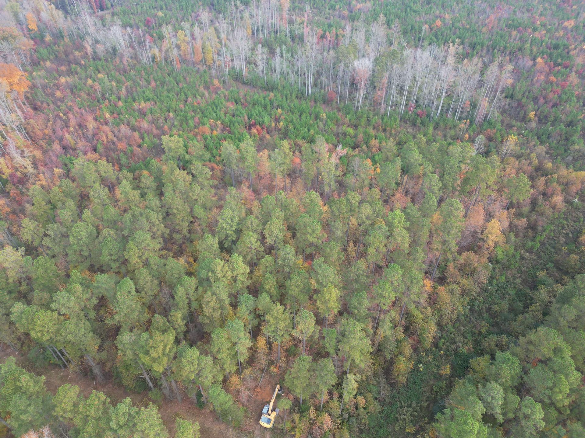 An aerial view of a lush green forest covered in trees.