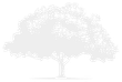 A white tree with a lot of leaves on a white background.