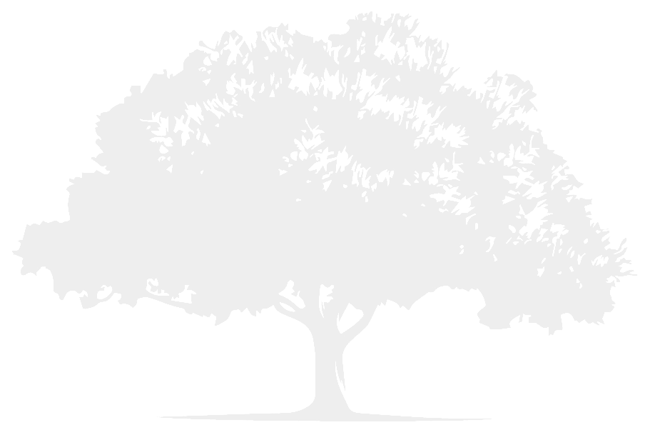 A white tree with a lot of leaves on a white background.