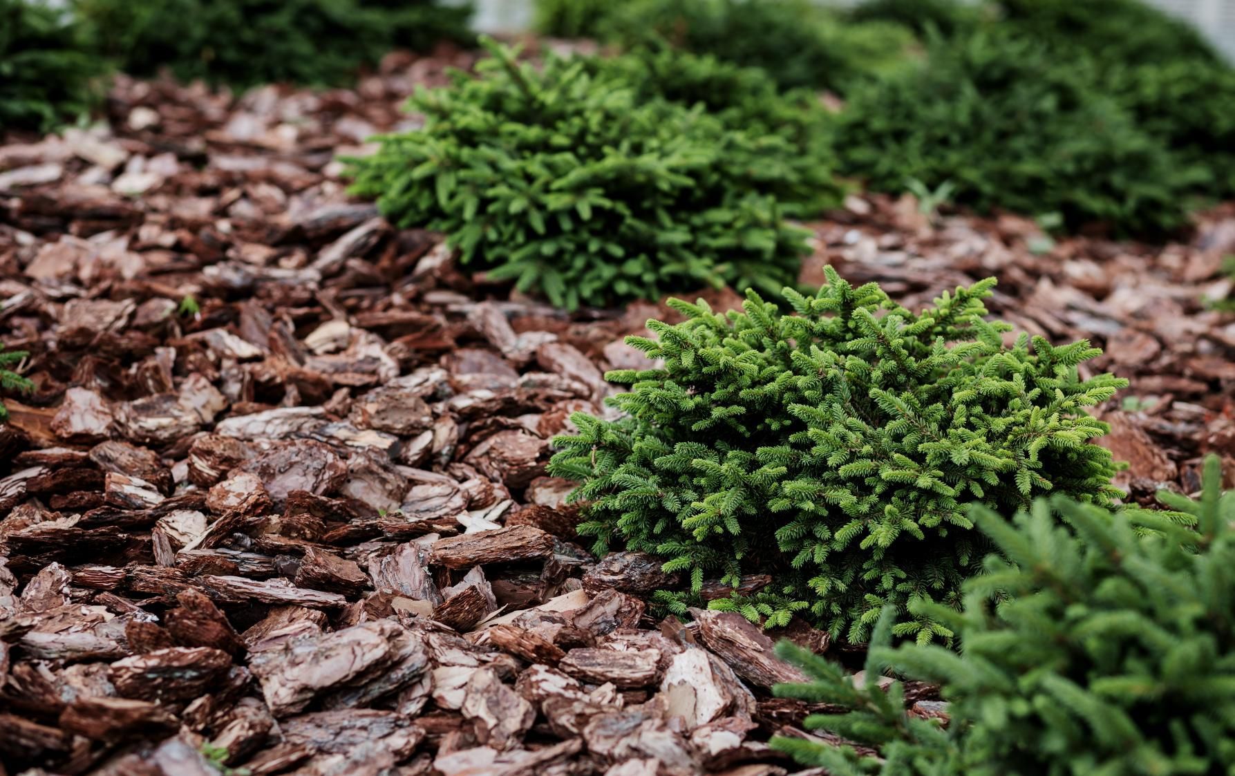 Small green shrubs growing among brown mulch in a landscaped garden bed.