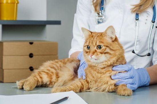 Due mani di una veterinaria e un gatto arancione