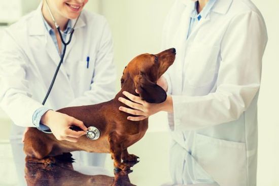 due veterinarie che visitano un cane bassotto