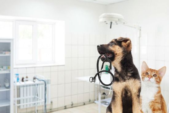 un cane con in bocca uno stetoscopio e un gatto