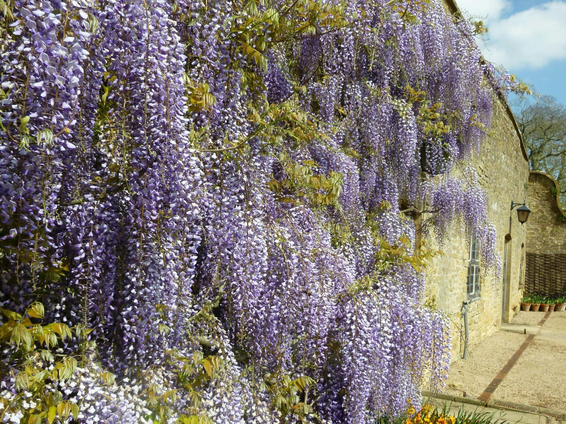 Purple flowers are growing on the side of a building